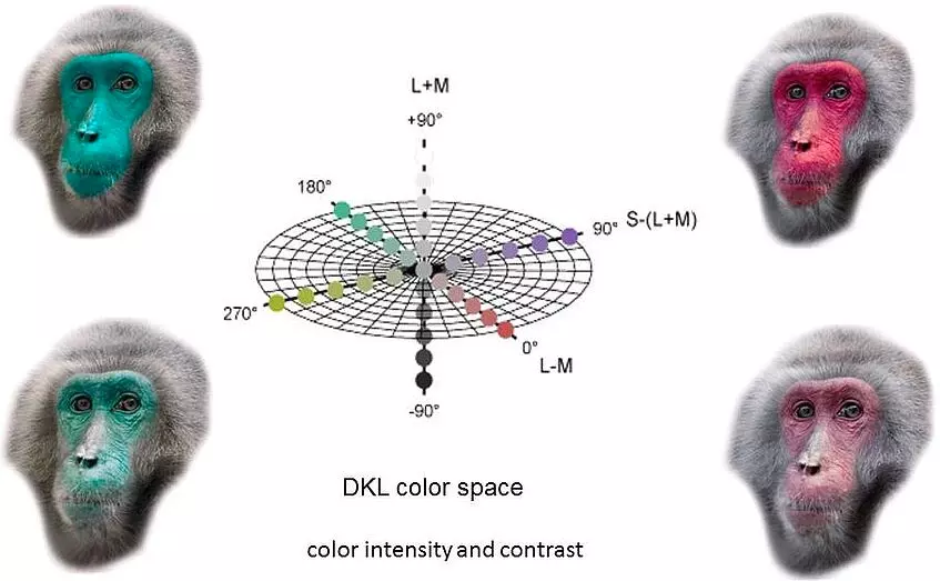 matrix comprising of monkey faces reflecting color and intensity
